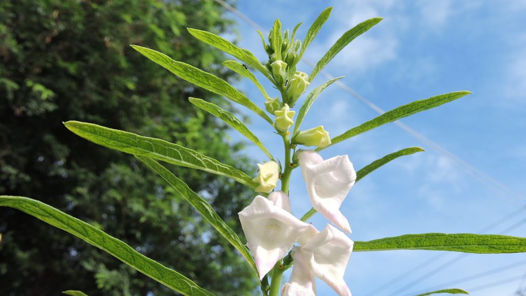 biały kwiat sezamu