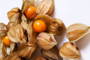 owoce physalis w łupinach