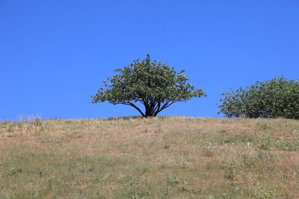 drzewo pistacjowe