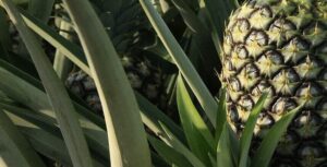jak rośnie ananas