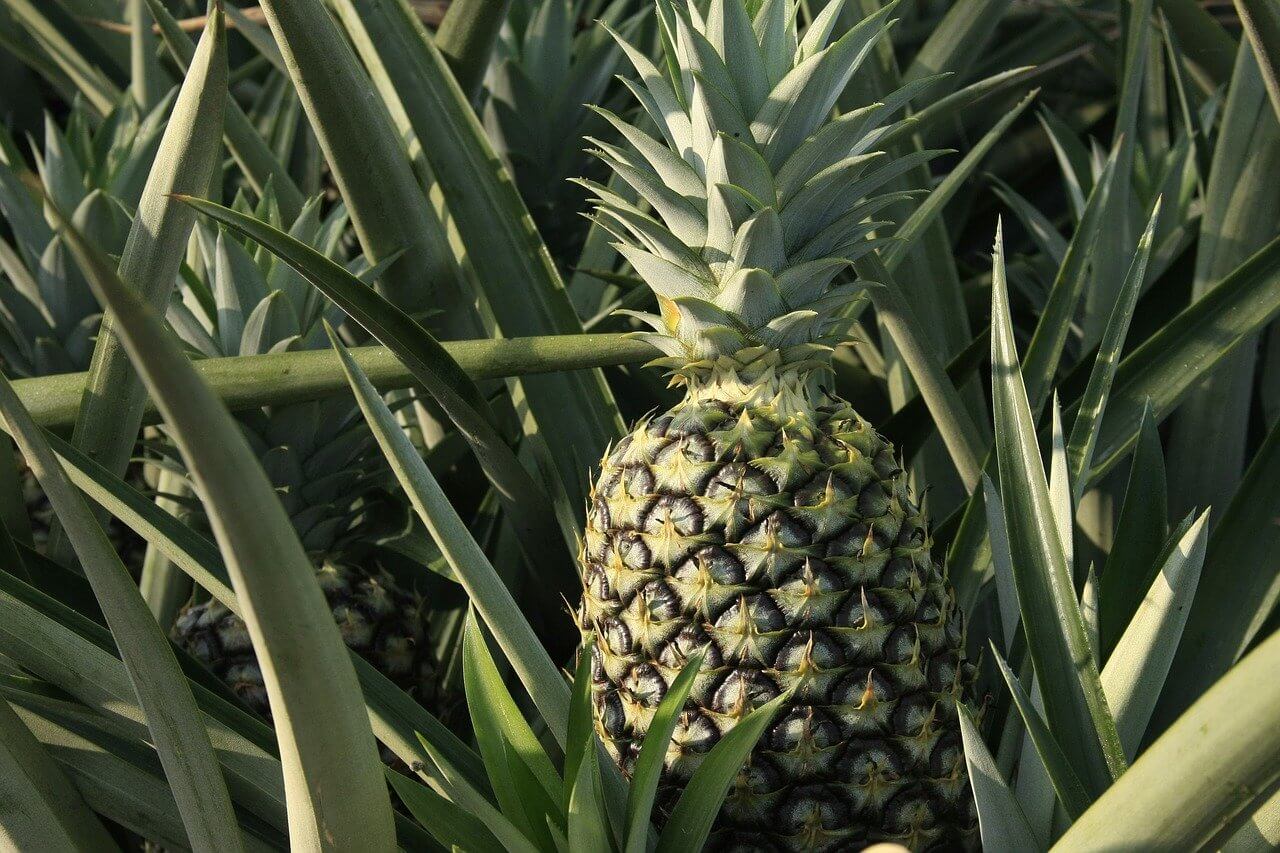 Jak rośnie ananas ?