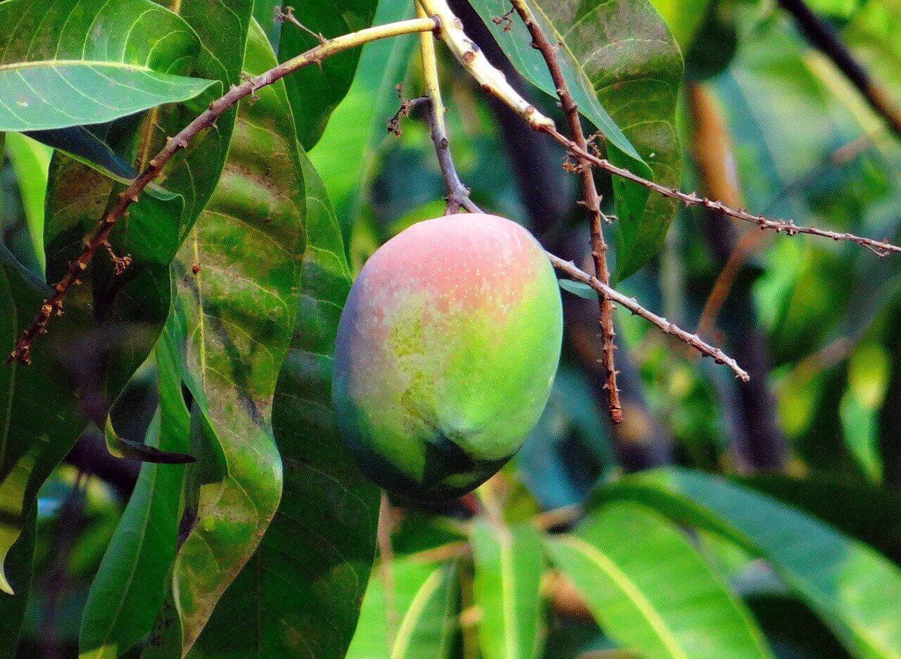 Jak rośnie mango – gdzie rośnie i jak wygląda drzewo mango?