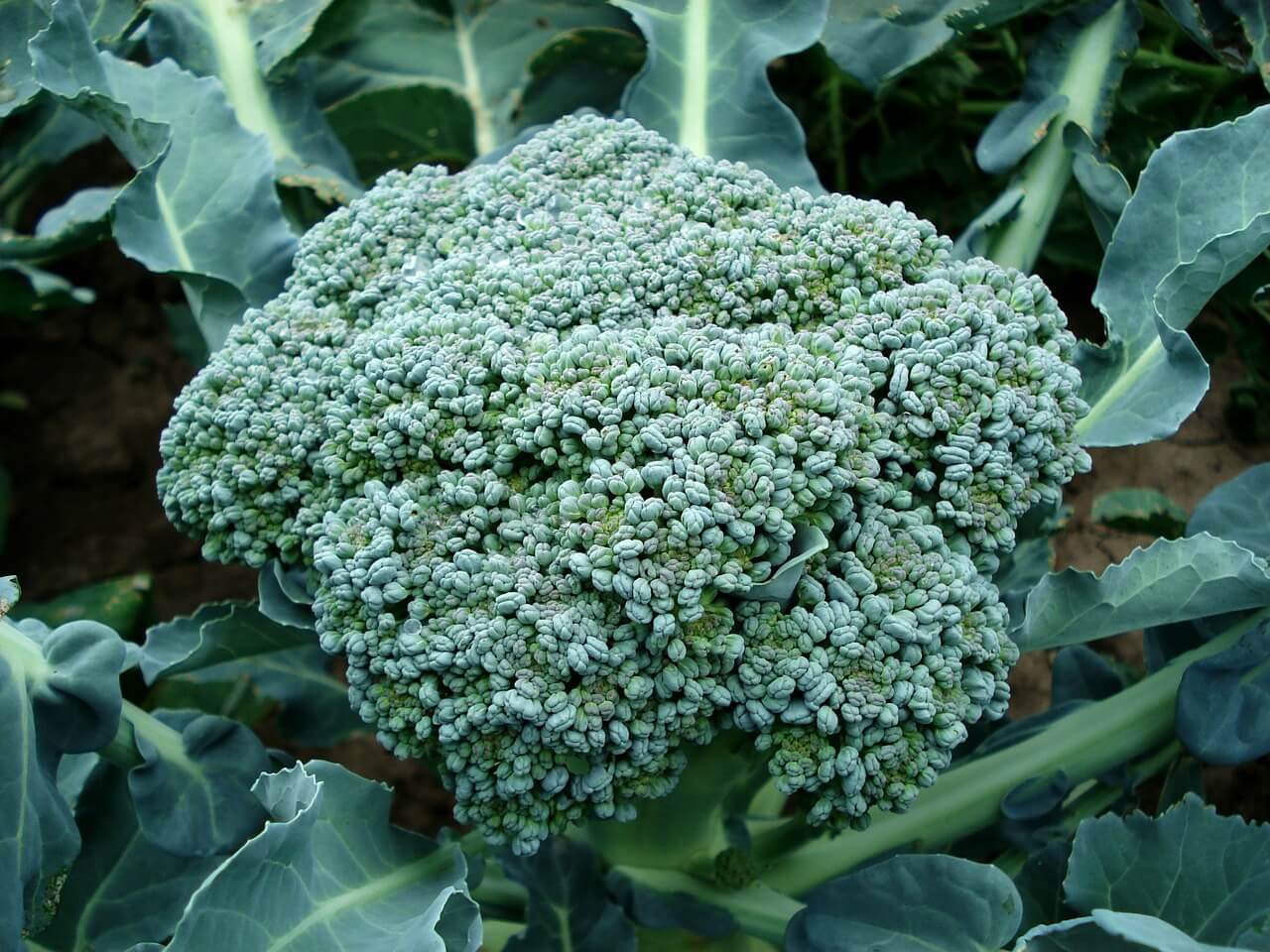 Jak rośnie brokuł – uprawa brokułu