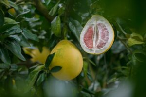 jak rośnie pomelo