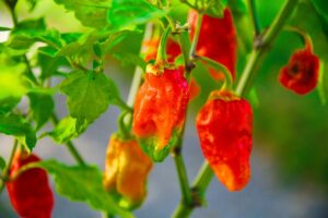 skala ostrości Scoville