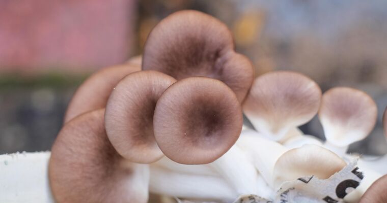 Jak długo smażyć boczniaki?