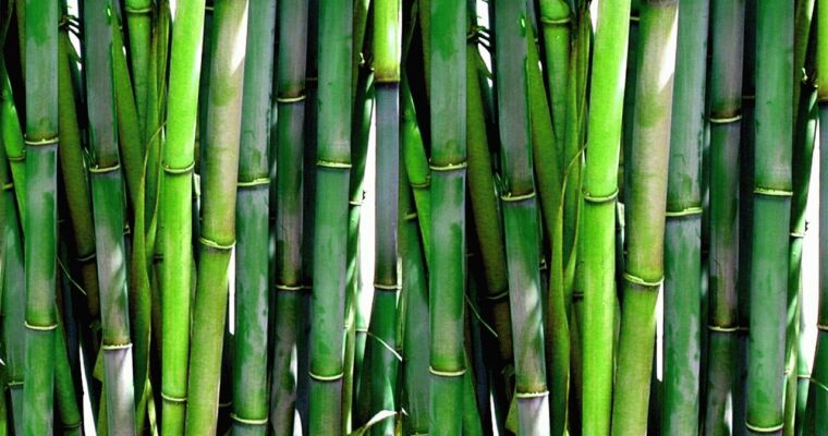 What Can You Substitute for Bamboo Fiber?