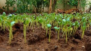 substitutes for fenugreek