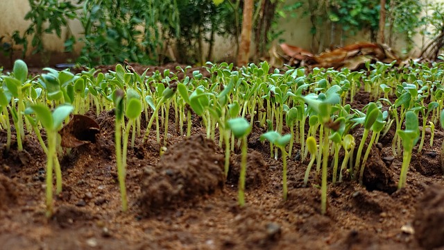 What Can You Substitute for Fenugreek?