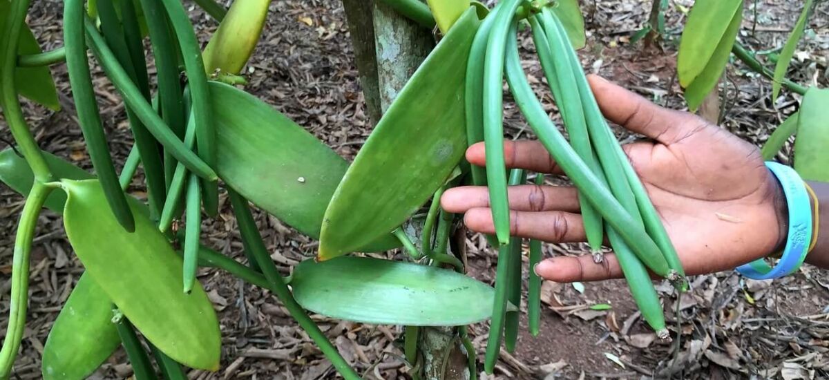 How Does Vanilla Grow?