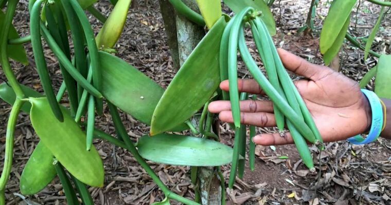 How Does Vanilla Grow?