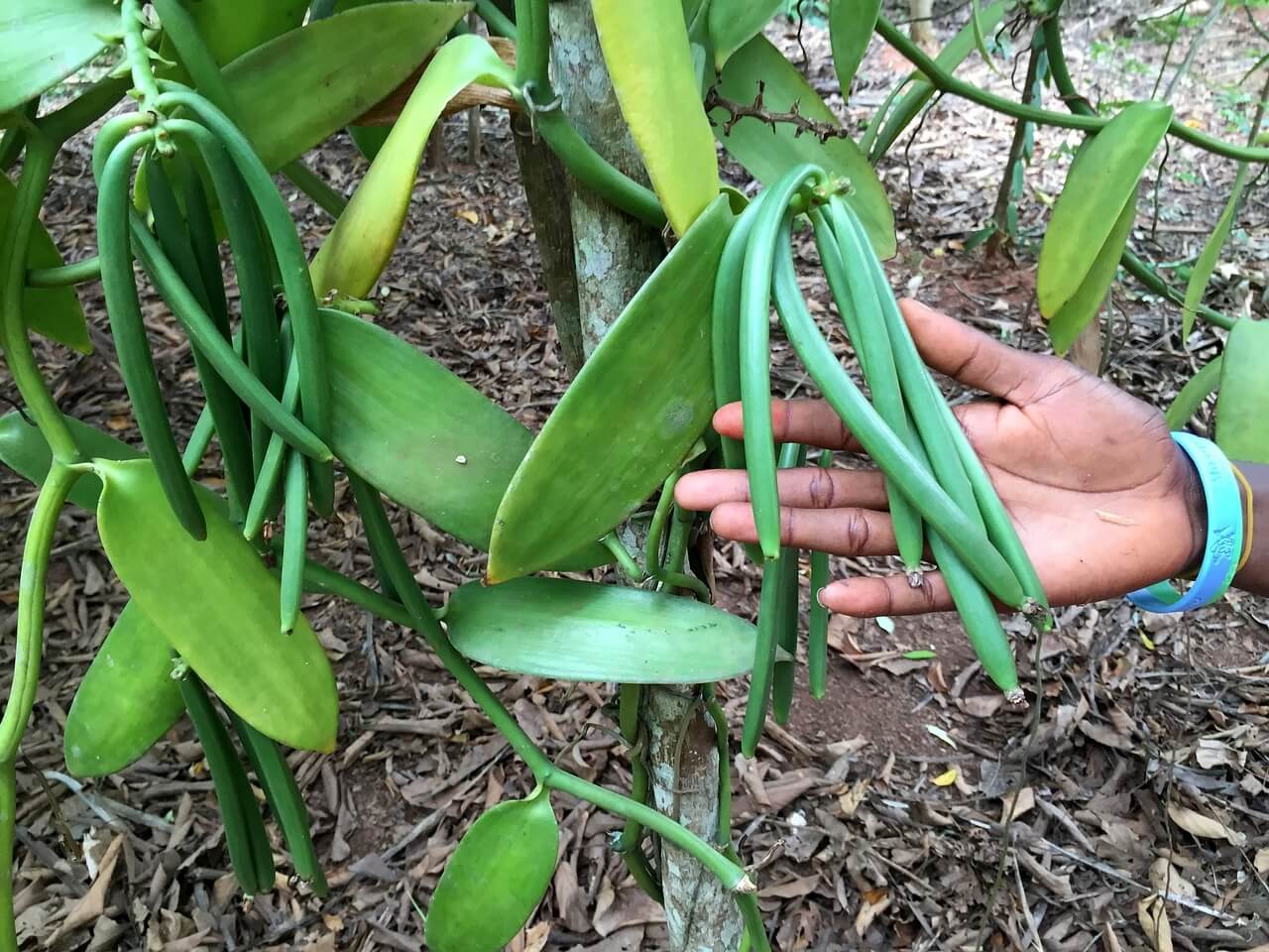 How Does Vanilla Grow?